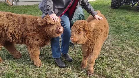 Highland Heifers