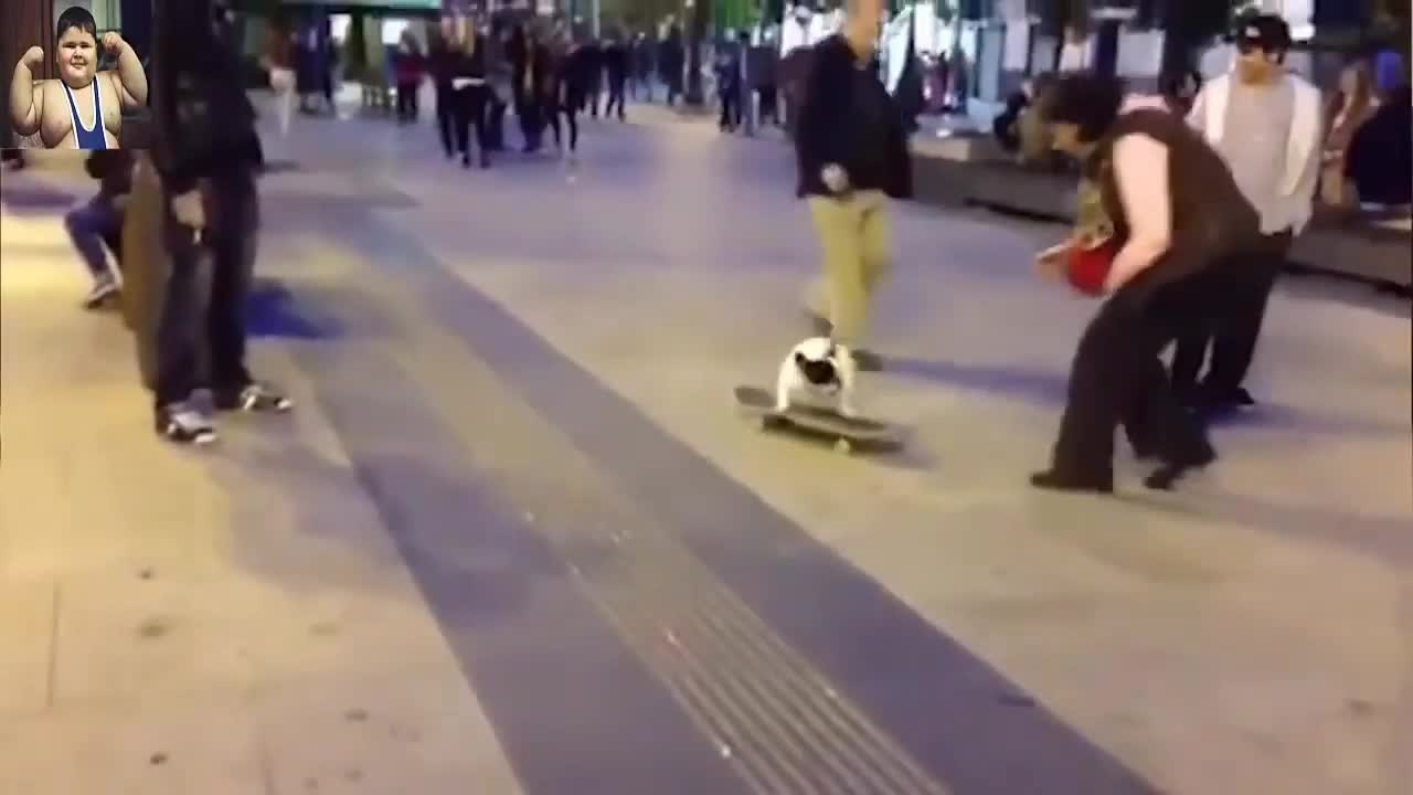 Funny dog playing skate