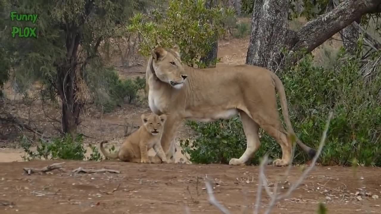 Most Funny and Cute Baby Tiger and Lion Videos