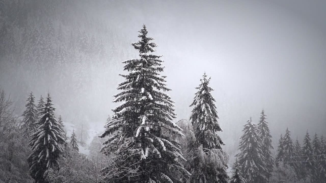 Snowfall in forest ❄