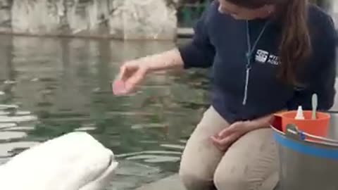 Brushing a beluga while__teeth