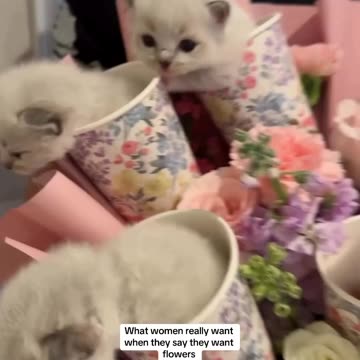 Reconciliation request with your fiance by flower and cat kittens،intesting,funny video,proposing,,gift givin