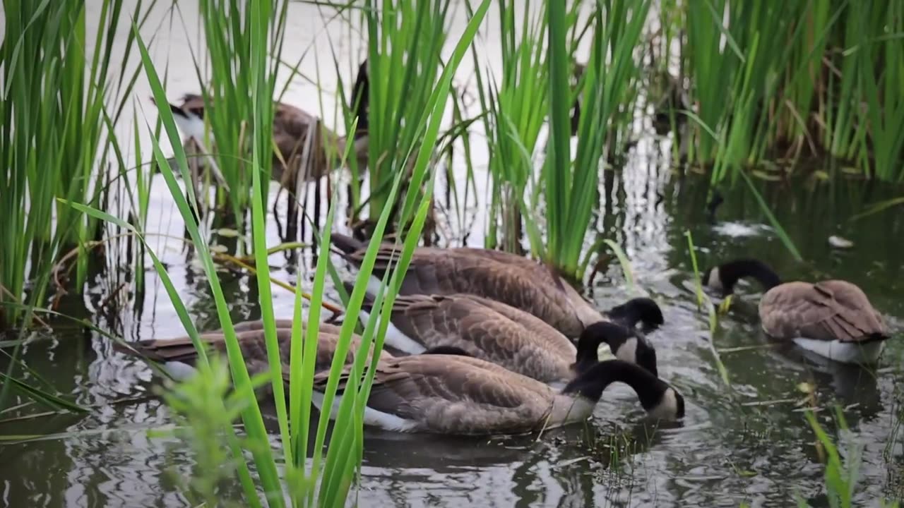 Ambient Nature!!