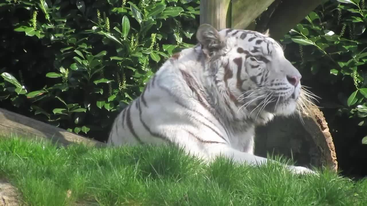 Lion VS Tiger Real Fight - Tough Creatures