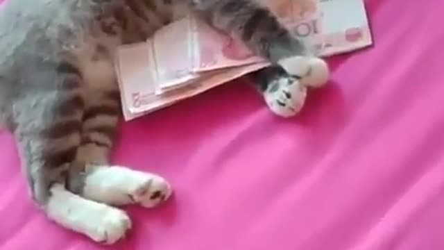 Don't touch money, cats love money