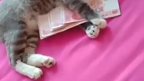 Don't touch money, cats love money