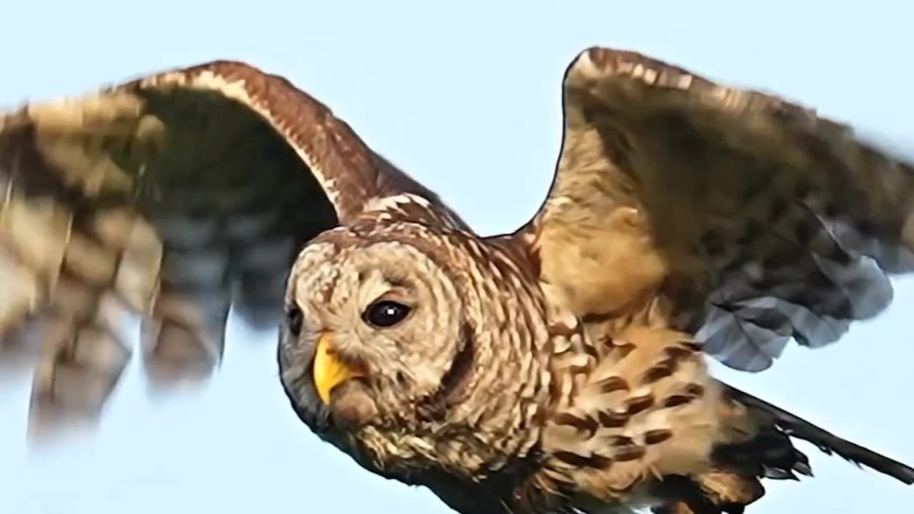 love watching owls fly