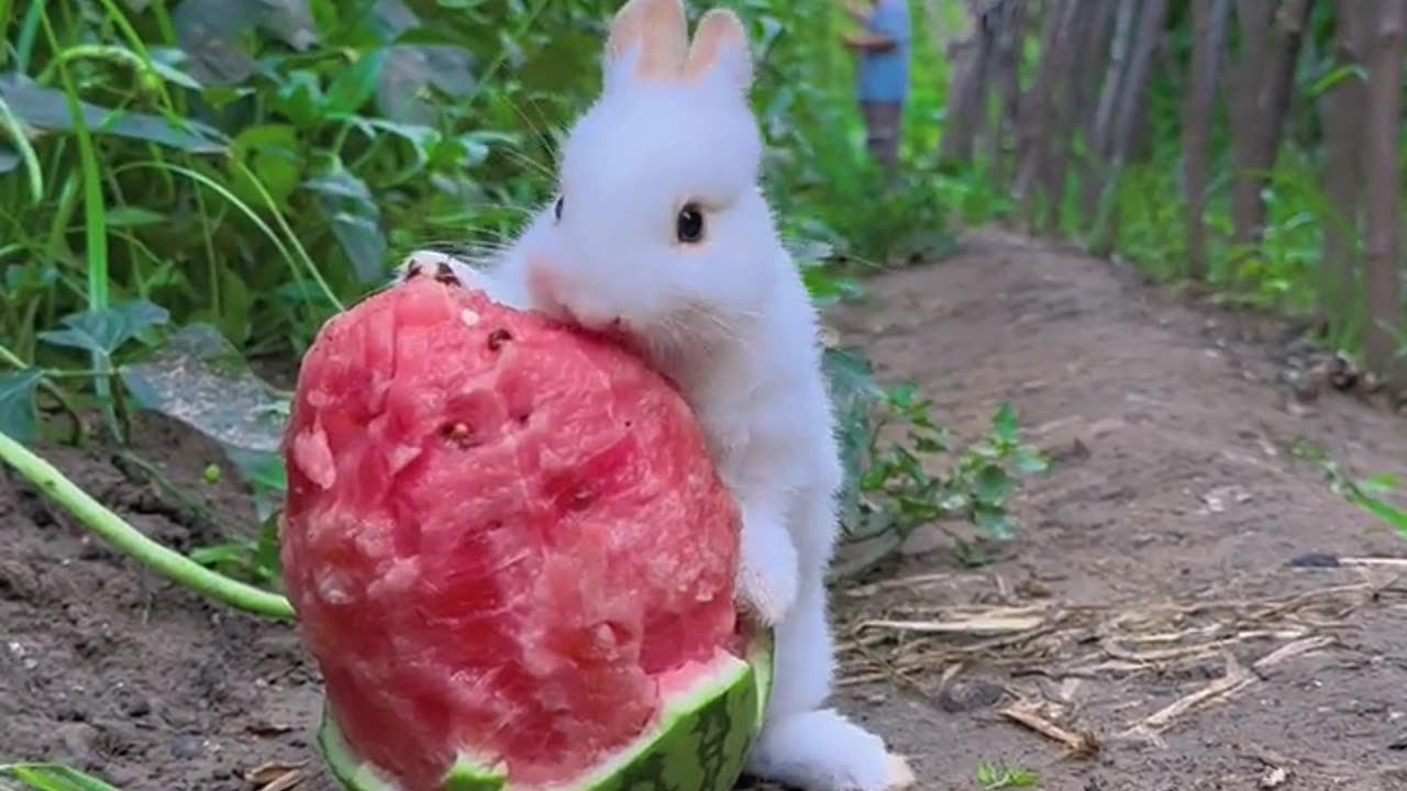 Mause eating a water melon beautifully