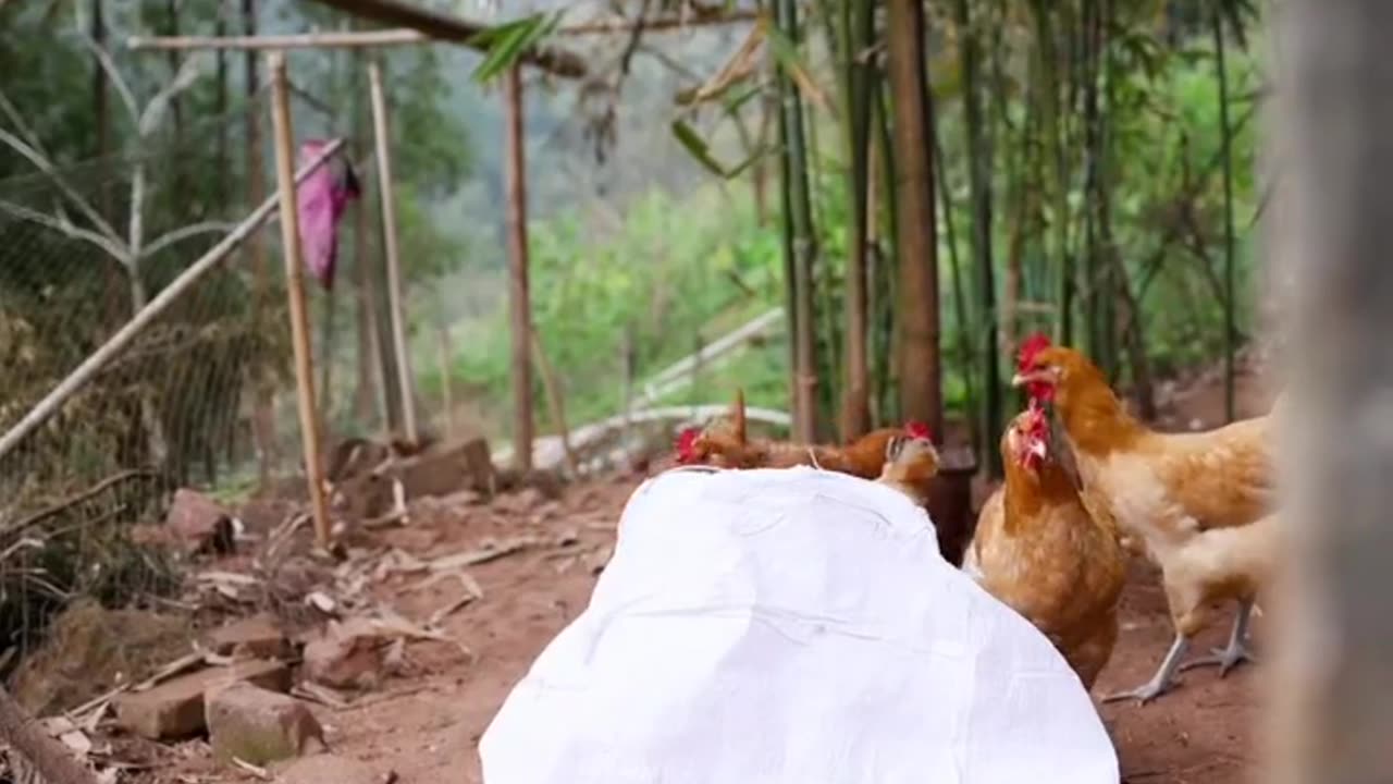 Dog 🐕 Giving Food To Hen