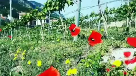 THE OLDEST RELAXING MUSIC NICE TO HEAR.