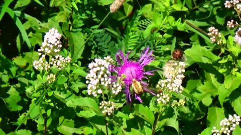 Hawk Moth