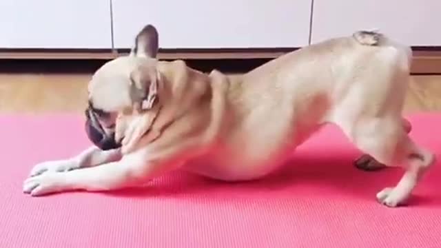 perfect dog yoga /very funny