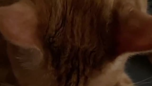 "My Pet."