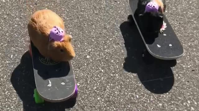 Guinea Pigs Ride Skateboards At Skate Park