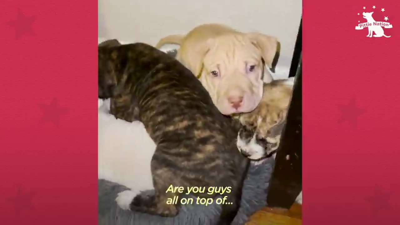 Terrified priegnant pittie is the happiest mom