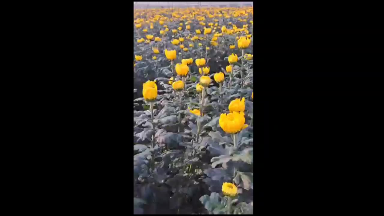 Yellow Chrysanthemum Season