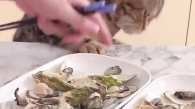 cat