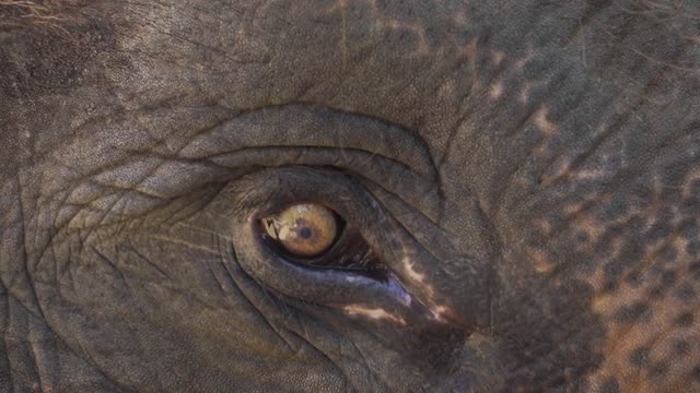 Lovely elephant 🐘 eye 👁 videos