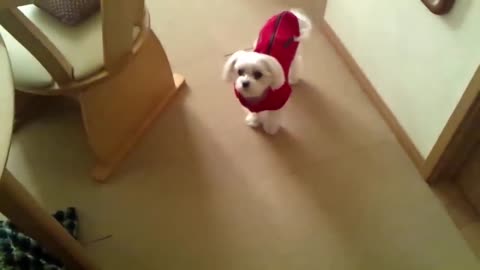 Cute baby dog reaction