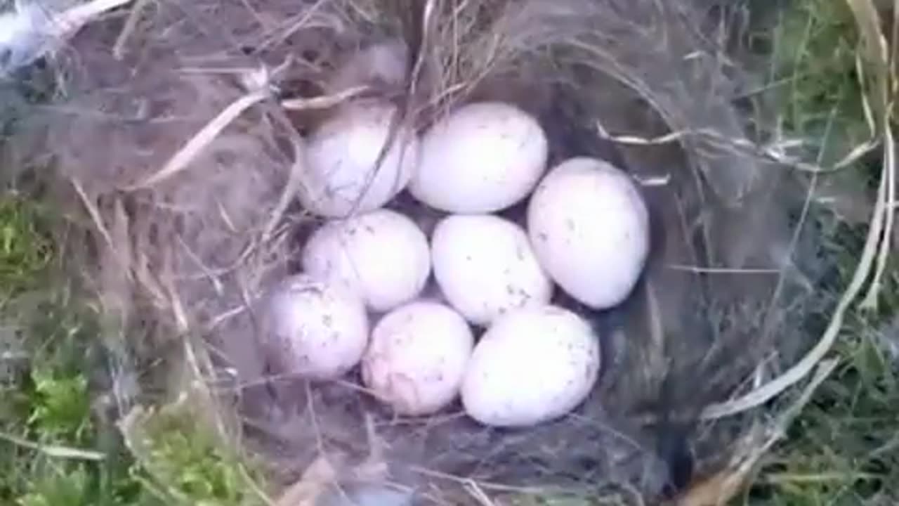 Bird nest making to chick hatch in nutshell