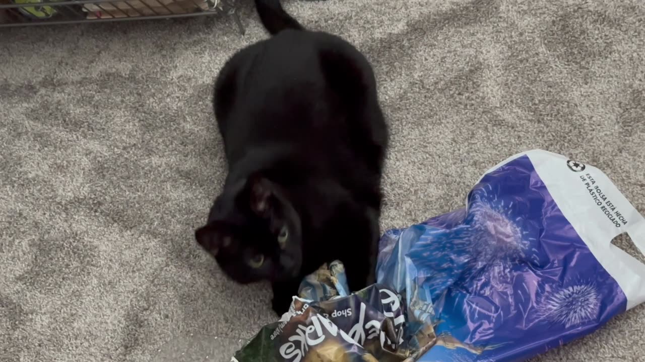 Adopting a Cat from a Shelter Vlog - Cute Precious Piper Has a Battle with a Bag