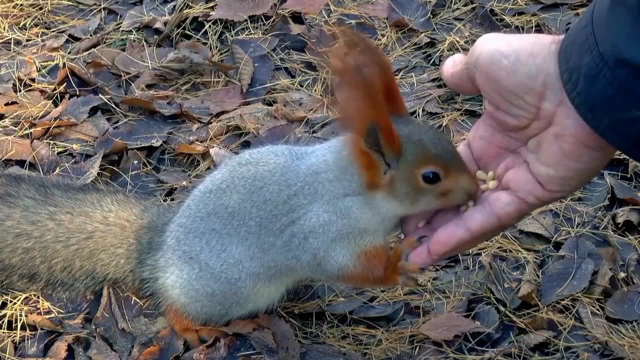 Cute moment of the animals.