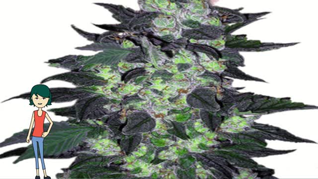 Candy Cane Auto - Crop King Seeds