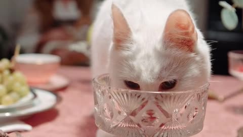 cat drinking water