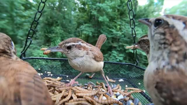 Carolina Wrens Enjoying Some Grub