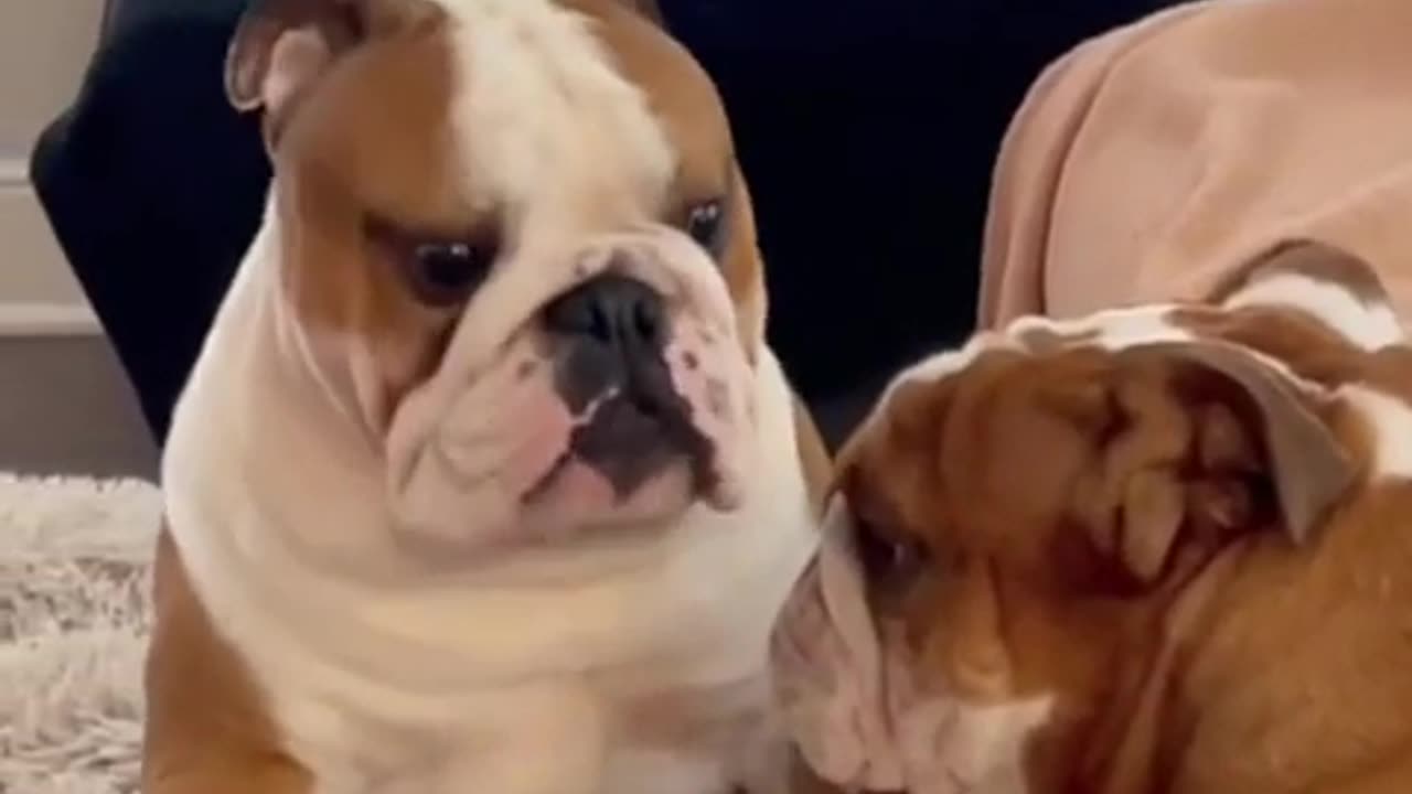 Funny Animals Videos!!!!