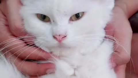 Funny Cat