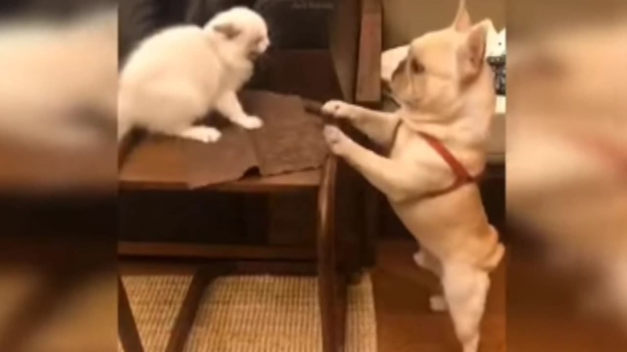 Cute Baby Dog And Funny videos