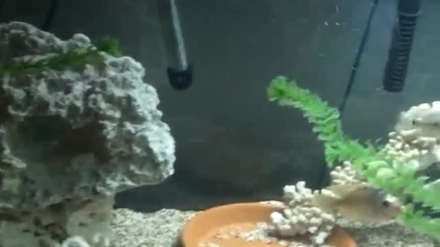 My Fish Aquarium 😄😍