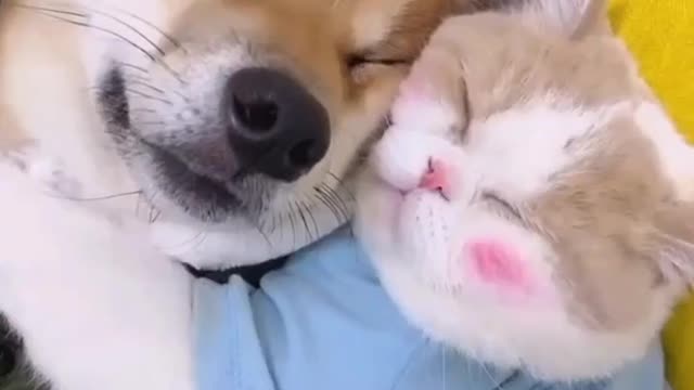 This Cat and Dog are best friends