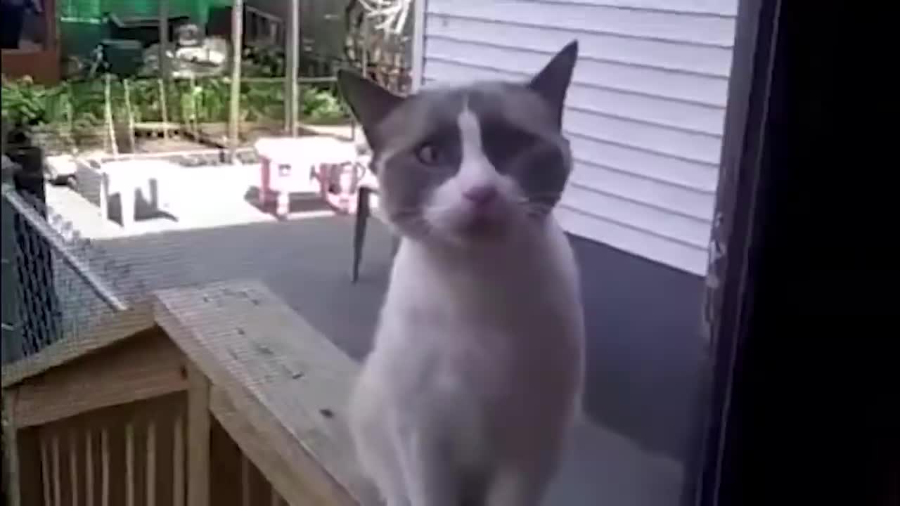 Oblivion NPC: Cat tries to communicate with lady