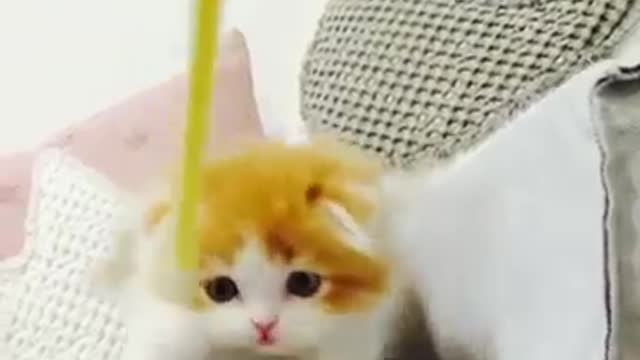 Beautiful funny cat videos