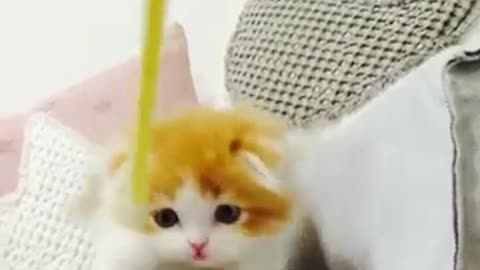 Beautiful funny cat videos