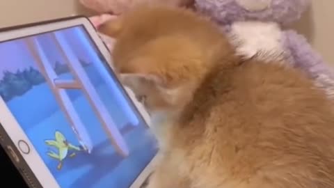 cherish animal resources
