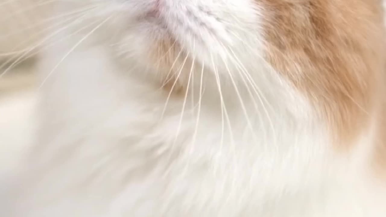 A Cat Getting Petting On The Bed