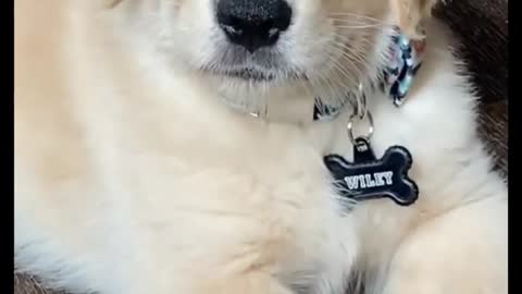 Funniest DOG Videos Ever!!