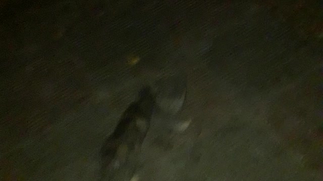 The cat was chasing me, so I took her home