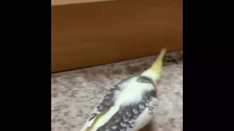 FUNNY BIRD VIDEOSCockatiel BirdFunny Parrot VideosBird MemesHappy CockatielsCockatiel Singing