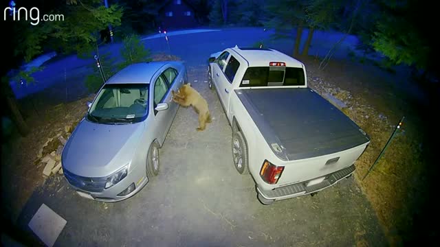 Clever Bear Stands Up and Tries to Open the Car Doors. Will It Get inRingTV