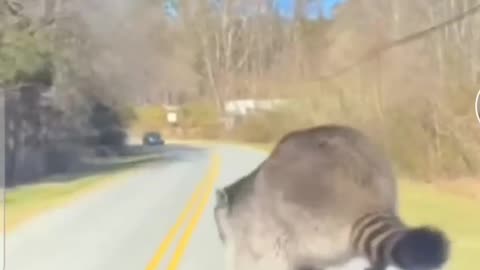 Animal: Racoon jumps off moving car hood