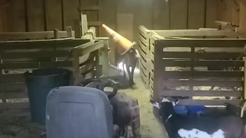 Goat Gets Head Stuck in Traffic Cone