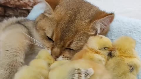 Funny cats and chickens