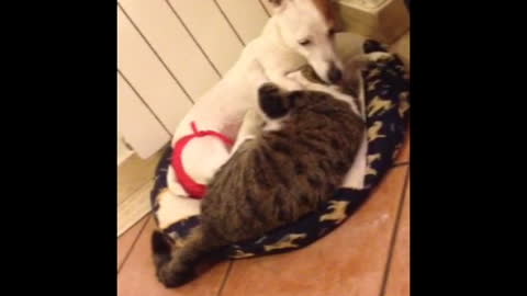 Astounding relationship between Cat and Dog