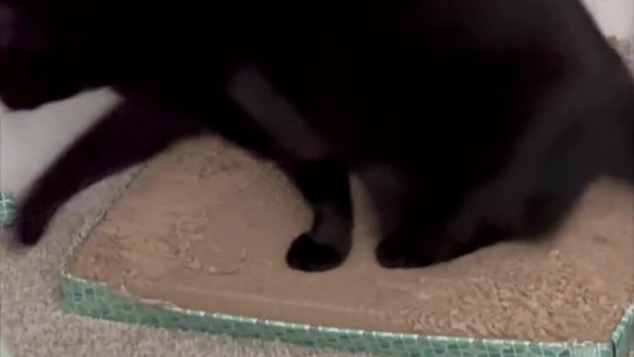 Adopting a Cat from a Shelter Vlog - Cute Precious Piper Starts Her Day at Work #shorts