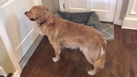 Golden Retriever meets his new puppy sisterlovely