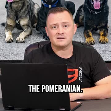 Top 3 Small Dog Breeds We Recommend